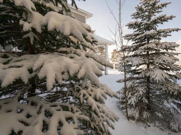 Primer plano de los árboles cubiertos de nieve, casa vista detrás de los árboles — Foto de Stock