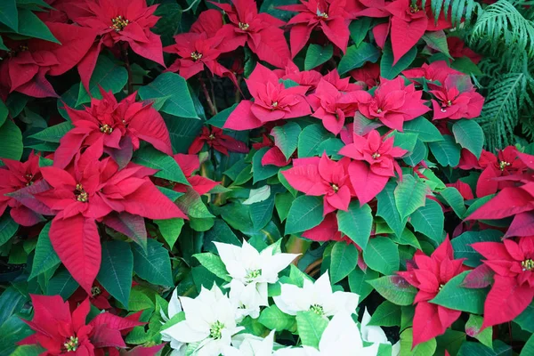 Plantas de Poinsettia con flores rojas y blancas —  Fotos de Stock