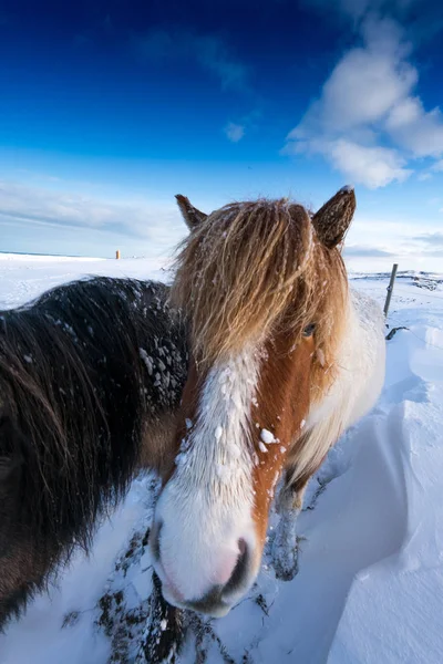 말을 눈에 덮여 풍경 — 스톡 사진