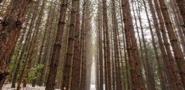 Вид на лес зимой, Онтарио — стоковое фото