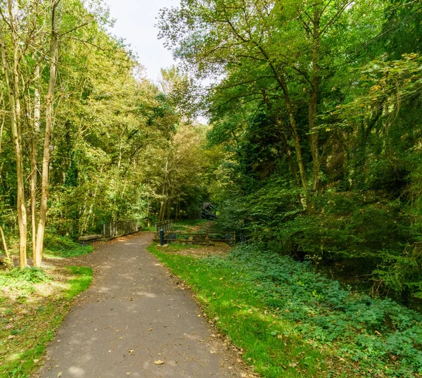 Carretera rural que atraviesa el bosque con espeso follaje verde —  Fotos de Stock