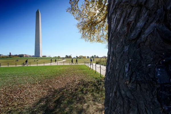 มุมมองของวอชิงตัน obelisk จากด้านหลังลําต้นต้นไม้ — ภาพถ่ายสต็อก