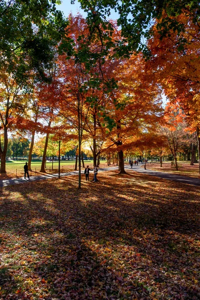 Φθινοπωρινά δέντρα στο δημόσιο πάρκο, πράσινο γρασίδι και μπλε ουρανό. — Φωτογραφία Αρχείου