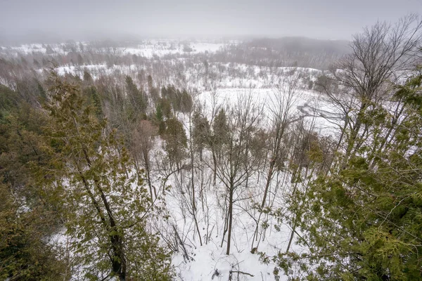 Blick auf Wälder im Winter, Ontario — Stockfoto