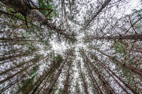 Pohled na lesy v zimě, Ontario — Stock fotografie