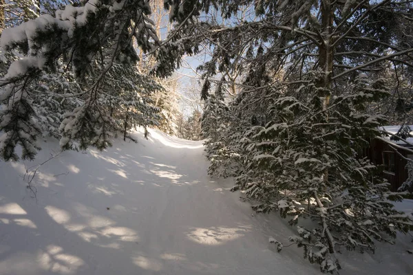 Pfad führt durch verschneiten Wald — Stockfoto