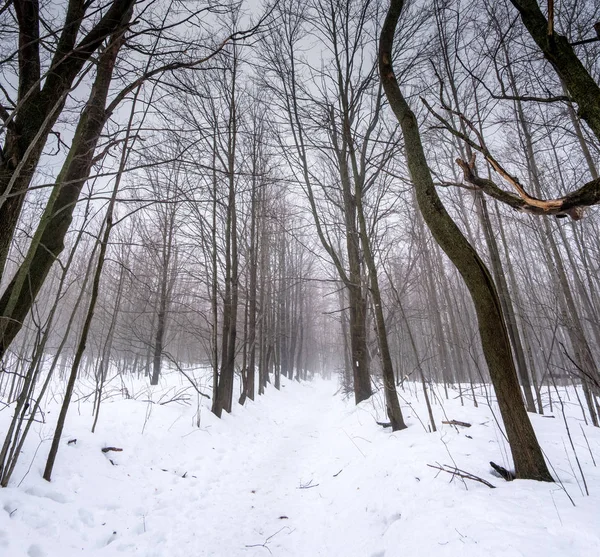 Skogvisning vinterstid, Ontario – stockfoto