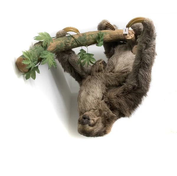 Sloth hanging upside down from branch — Stock Photo, Image
