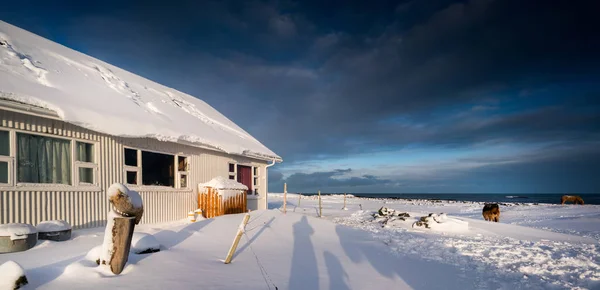 Two horses standing by cabin in deep snow — Stock Photo, Image