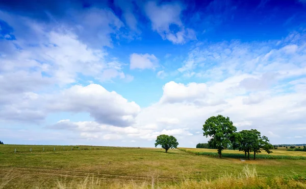 Groene bomen in veld tegen hemel met witte wolken — Stockfoto