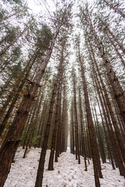 Blick auf Wälder im Winter, Ontario — Stockfoto