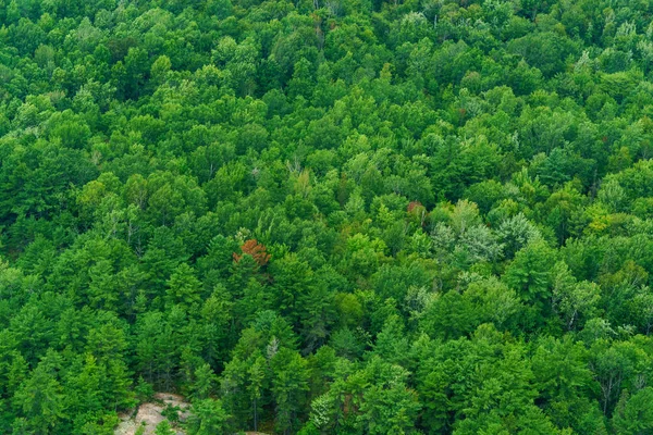 Visão aérea e elevada da floresta — Fotografia de Stock
