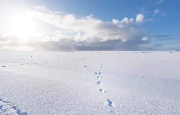 Empreintes de pas dans un paysage enneigé — Photo