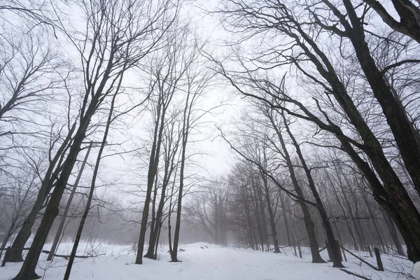 Blick auf Wälder im Winter, Ontario — Stockfoto