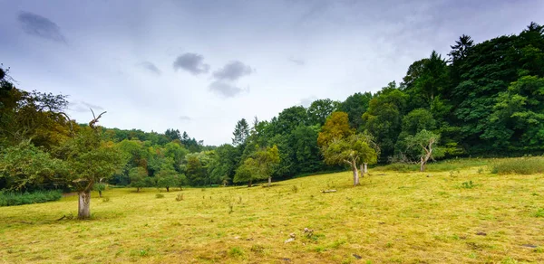 Groene weide in landschap met bomen en bossen — Stockfoto