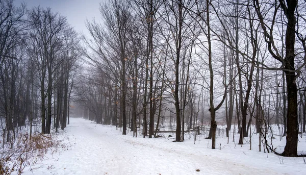 Вид на лес зимой, Онтарио — стоковое фото