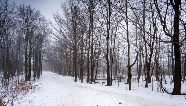 Blick auf Wälder im Winter, Ontario — Stockfoto