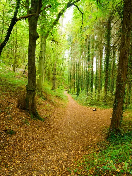 Шлях через ліс з осіннім листям — стокове фото