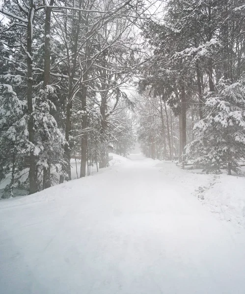穿越被雪覆盖的森林的道路 — 图库照片