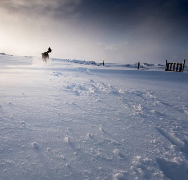 Kutya fut, és játszik a hóval borított táj — Stock Fotó