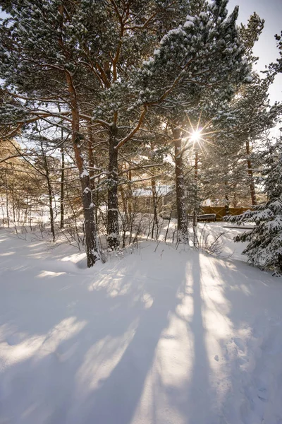 Trær i snødekt landskap – stockfoto