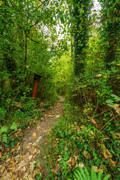 Prázdná cesta vedoucí přes hustý zelený Les — Stock fotografie