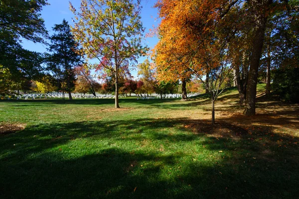 Herfst bomen en gras in zonlicht — Stockfoto