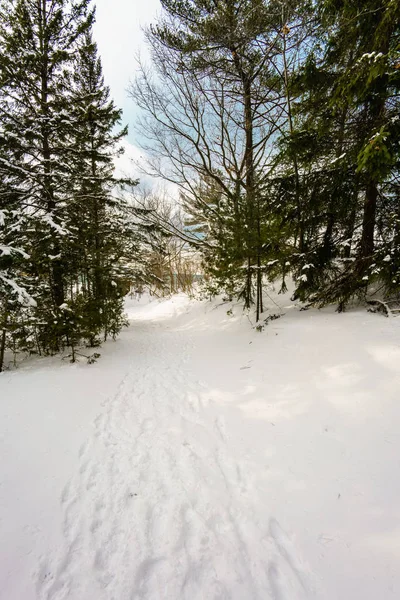 Väg genom snötäckta skogen — Stockfoto