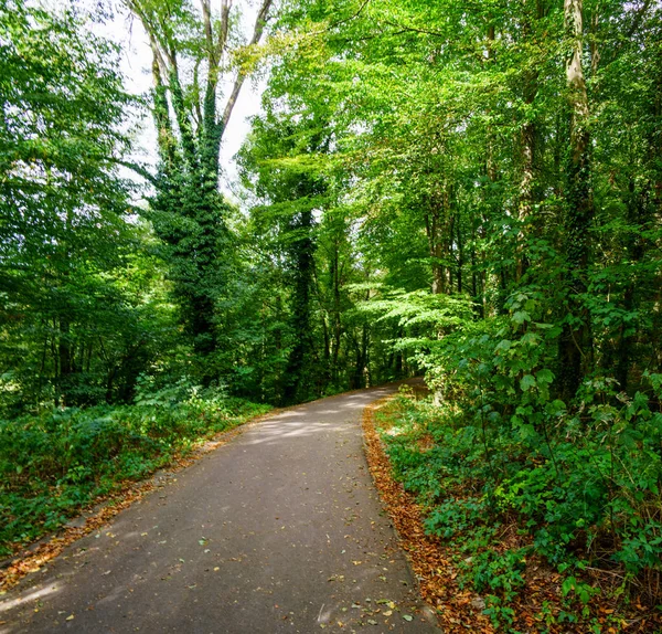 Landelijke weg loopt door weelderig groen bos — Stockfoto