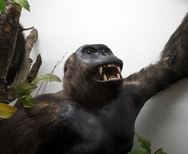 Portrait of stuffed ape with mouth open and large teeth — Stock Photo, Image