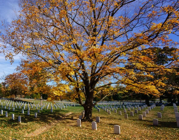 Grote boom met herfstbladeren en grafstenen op de begraafplaats — Stockfoto