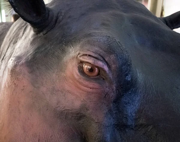 La faccia di un ippopotamo, da vicino — Foto Stock
