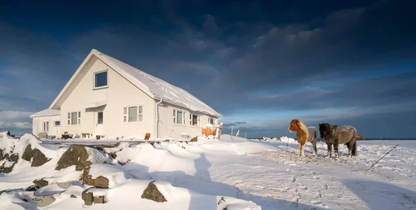 Dos caballos de pie junto a la cabaña en nieve profunda — Foto de Stock