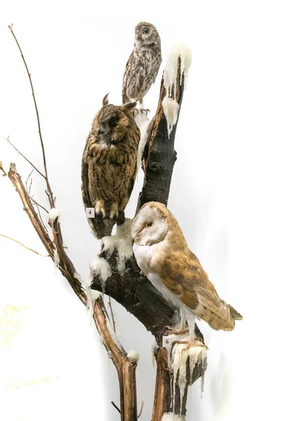 Opgezette uilen zitstokken op tak — Stockfoto