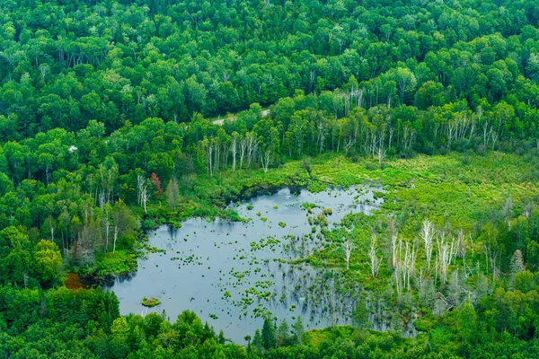 Vista aérea do pântano cercado por árvores — Fotografia de Stock