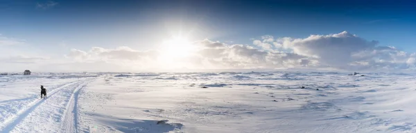 Hund promenader genom däck spår i snö täckta landskap — Stockfoto
