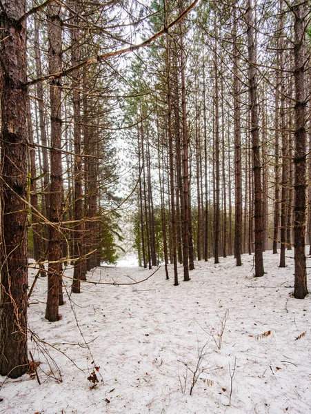 冬には、オンタリオ州の森の中のビュー — ストック写真
