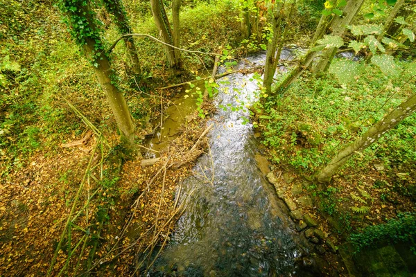 Small natural stream flowing through lush forest — Stock Photo, Image