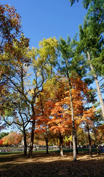 Autumn trees in public park — Stock Photo, Image