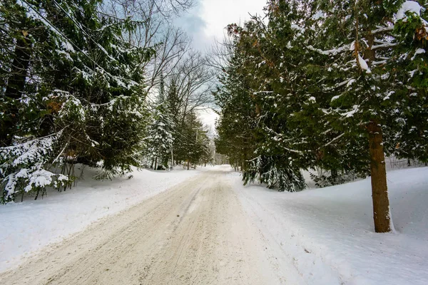 Weg loopt door besneeuwde bos — Stockfoto