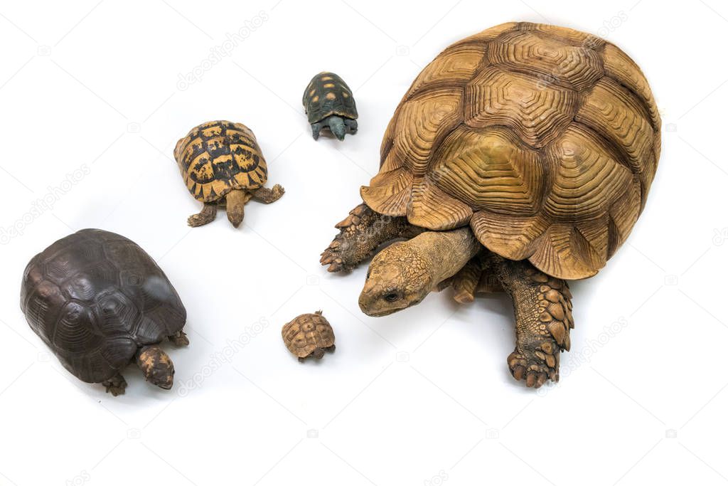 Five tortoises of varying size 