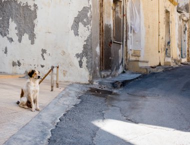 Eski yıpranmış evleri, Heraklion, Yunanistan tarafından sokakta köpek