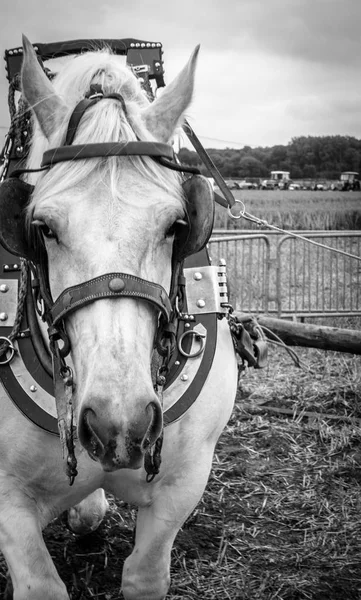 Närbild Hästen Träns — Stockfoto