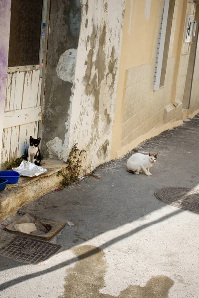 Katzen Auf Dem Fußweg Durch Alte Gebäude Heraklion Griechenland — Stockfoto