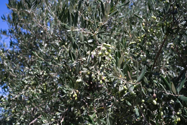 Fresh Green Olive Tree Heraklion Greece — Stock Photo, Image