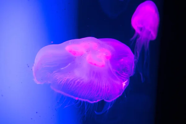 Close Two Jellyfish Swimming Underwater — Stock Photo, Image