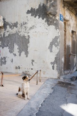 Eski yıpranmış evleri, Heraklion, Yunanistan tarafından sokakta köpek