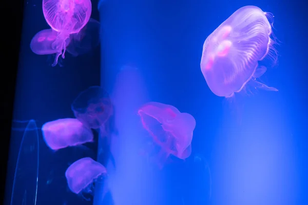 Jellyfish Swimming Sea — Stock Photo, Image