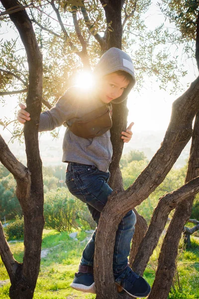 Little Boy Climbing Tree Athens Greece — Stock Photo, Image