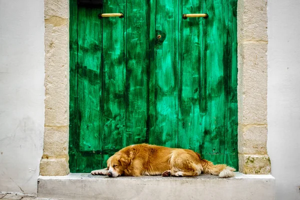 Vista Cão Descansando Frente Uma Porta Verde — Fotografia de Stock